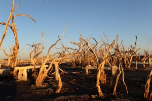 Télam 26/02/2016 Buenos Aires: En "El agua mala" la periodista Josefina Licitra desenreda y narra a partir de la voz de los habitantes la historia y el drama social de Villa Epecuén, el pueblo balneario-bonaerense que supo ser uno de los polos del turismo termal más importantes del país y que, tras una crecida de un lago el 10 de noviembre de 1985, quedó bajo ocho metros de agua condenándolo en tan sólo tres semanas a la eterna desaparición. 
"Teníamos un paraíso hasta que el lago enloqueció. Uno se pasa la vida entera preguntándose qué pasó ahí. Esa fue agua mala", dijo uno de los vecinos que contactó Licitra, puntapié para desovillar, en una magistral crónica sobre la inundación del pueblo, el dolor de perder todo pero también desnudar las mezquindades, desidias y responsabilidades alrededor de este drama, donde la lluvia sólo fue un factor. 
Foto: Luciana Granovsky/Télam/ab
