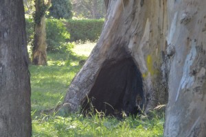 PARQUECAMET31