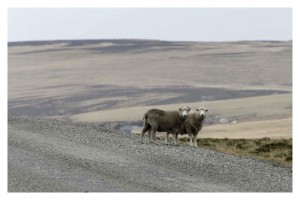 Islas Malvinas
Mauro Rizzi / La Nación