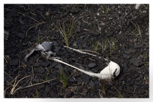 Una zapatilla de un soldado argentino en el Monte TUMBLETOWN,
Pto. Stanley 
Mauro Rizzi / La Nación