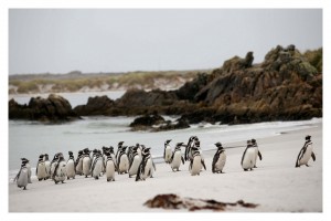 Pinguinos en la playa de Pto. Stanley 
Mauro Rizzi / La Nación