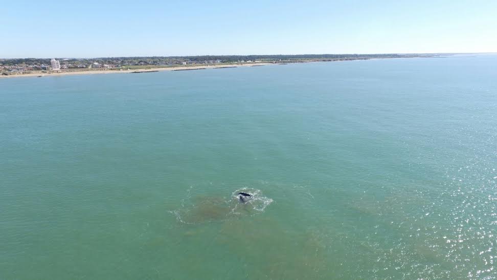 ballena costa 1