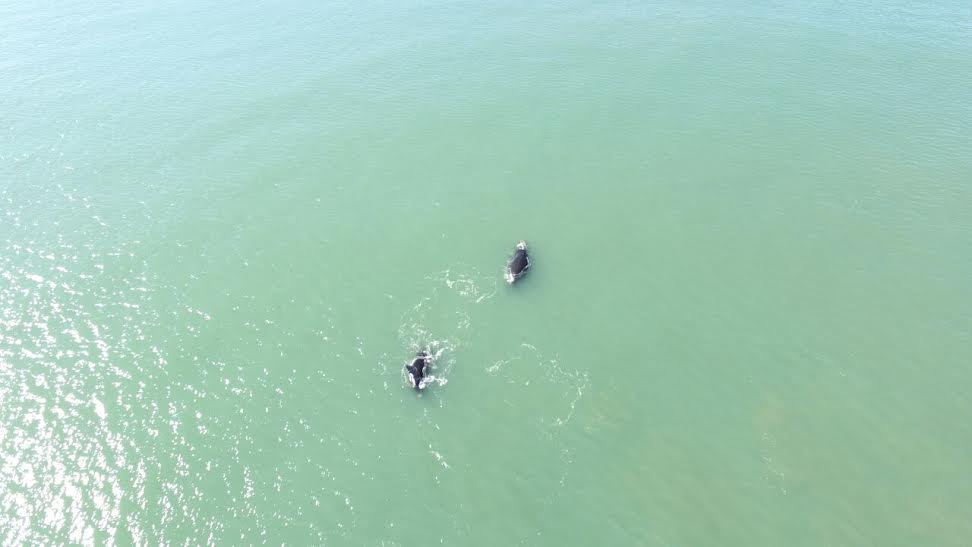 ballena costa 2