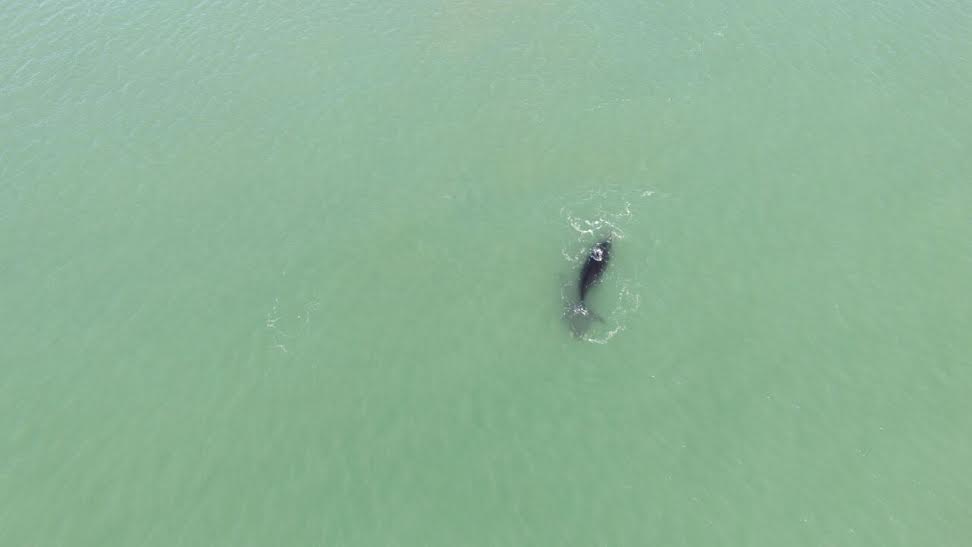 ballena costa 3