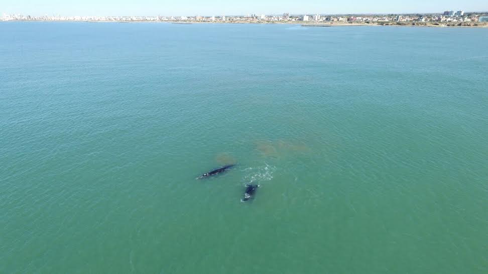 ballena costa 4