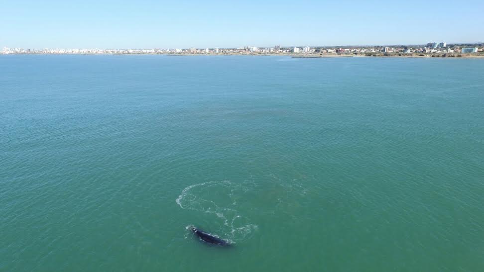 ballena costa 5