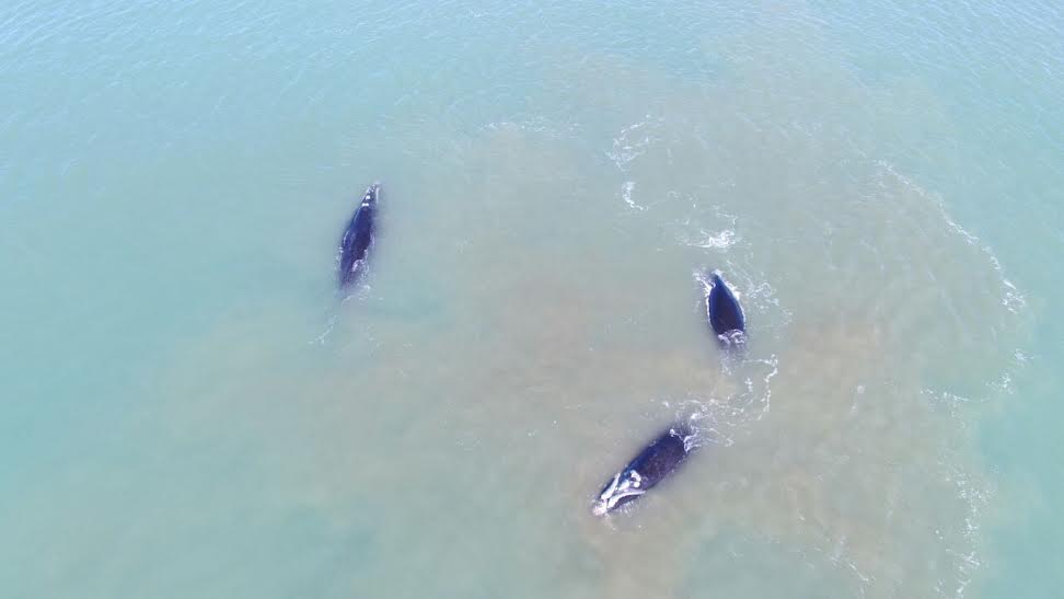 ballena costa 6