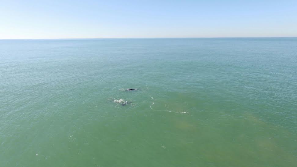 ballena costa 8